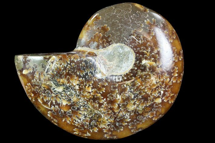 Polished, Agatized Ammonite - Madagascar #88093